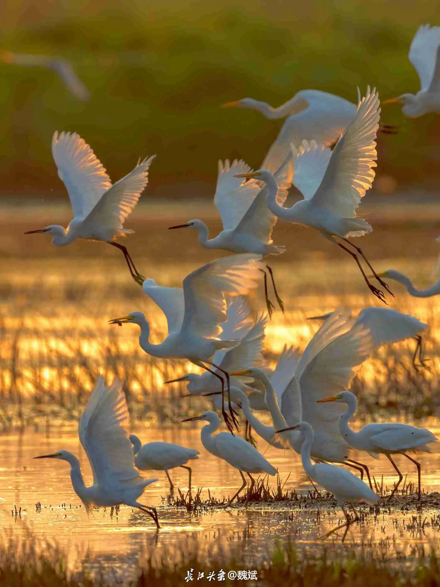 普通人作品登上城市地标！“市民开拍”长江头条公益摄影展启动（附图）