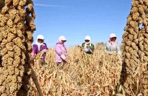 祁连山下金谷飘香